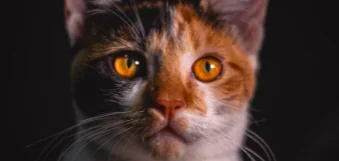 Il cervello dei gatti si sta rimpicciolendo